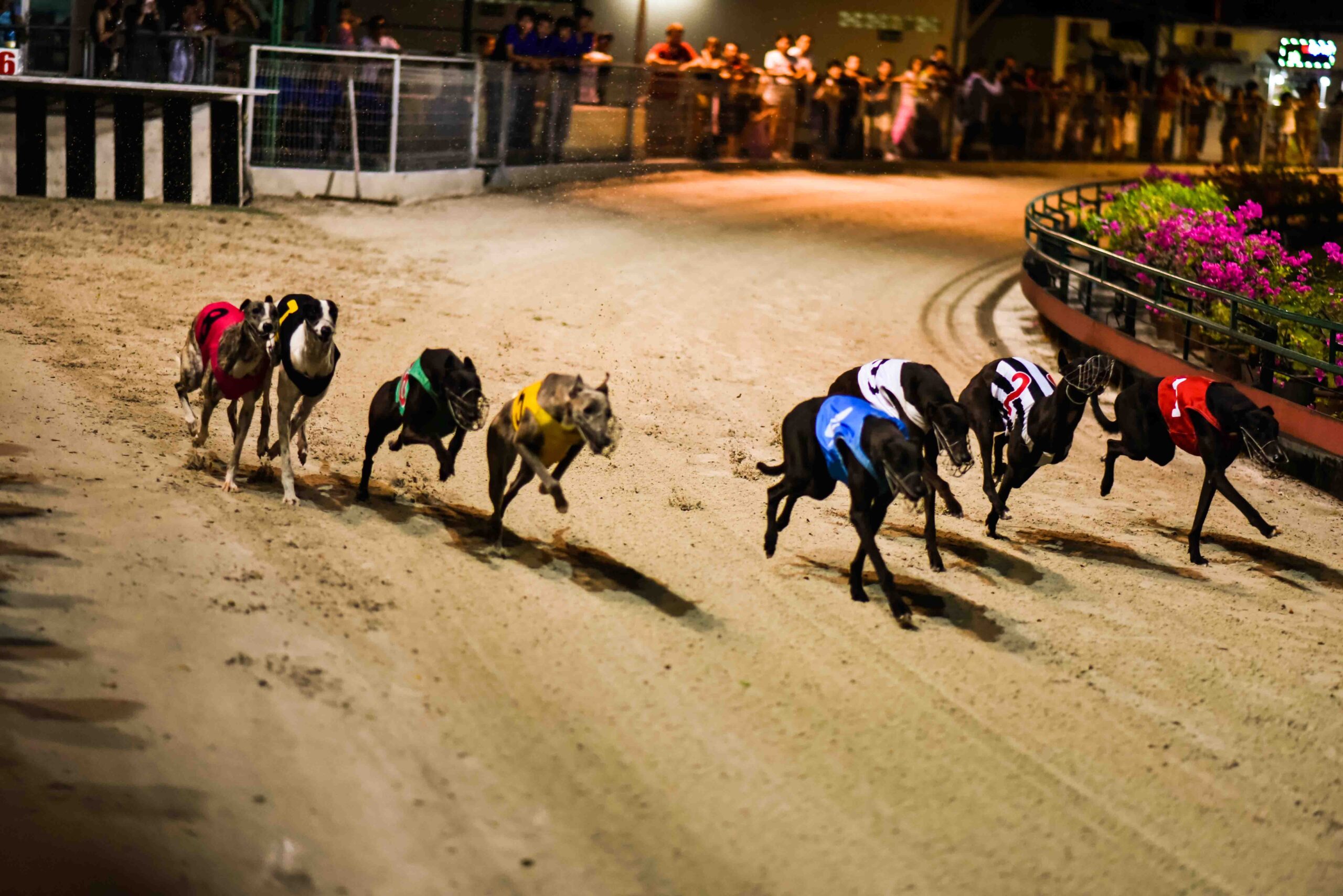 Hướng Dẫn Cách Chơi Game Nhanh Đua Chó Tại BJ88 Chuẩn Xác Nhất